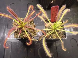 Drosera Capensis Typical & "Albino" (2 Plants) - Picture 1 of 2