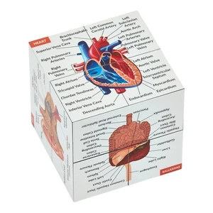 Human Anatomy Study Cube | Anatomy Gift | Learn 9 Parts of The Human Body - Picture 1 of 7