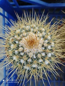 MAMMILLARIA NIVA POT12 CACTUS SUCCULENTE PIANTE GRASSE NO COPIAPOA AZTEKIUM - Foto 1 di 5