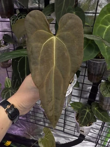 Anthurium 'Reverse Sanga' - Reverse Black Cherry × (MV × Sang) in clear 9cm pot - Picture 1 of 12