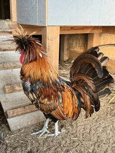 8 Eggs Mix of White Crested Black, Golden, Silver Lace Polish Chicken Hatching - Picture 1 of 6