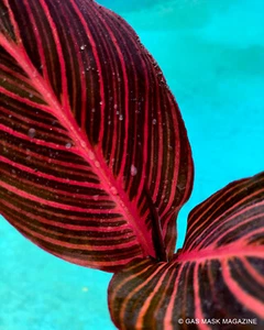 RARE Variegated Canna Lily Rhizome (Giant Phasion / African Sunset / Tropicanna) - Picture 1 of 6