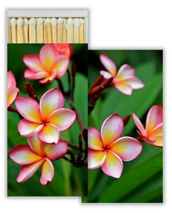 Pink Plumeria Set of 2 Large Matchboxes with Wooden Matches - Picture 1 of 2