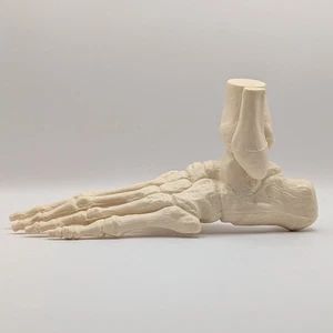 Huesos de pie y tobillo modelo médico tamaño natural - Imagen 1 de 6