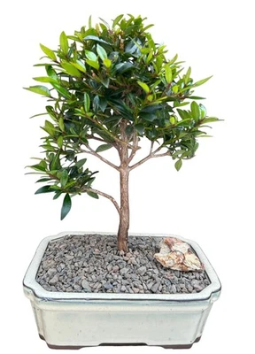 Cepillo Cerezo Bonsai Árbol Flor Planta Viva Maceta Blanco Hinchado 7"H Interior Foto 1 de 4