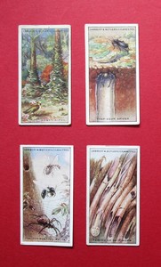 LAMBERT & BUTLER FOUR 1924 ANTIQUE CIGARETTE CARDS  WONDERS OF NATURE 6-20-22-23