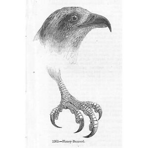 BIRDS Honey Buzzard Głowa i stopa - antyczny nadruk 1856