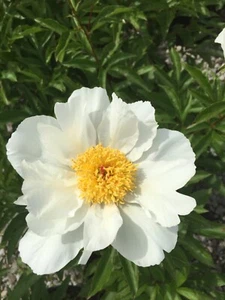 Honey Gold Bareroot Peony, 2-3 Eye, Great for Fall Planting! - Picture 1 of 9