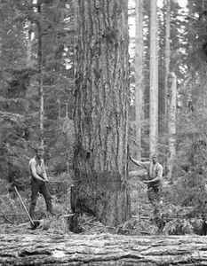 Vintage-Fotos von Holzfällern, die große Bäume nur mit Handwerkzeugen fällten - Bild 1 von 1