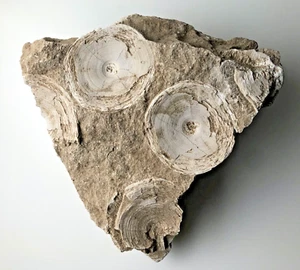 Unique Fossil Shark Vertebra In Original [Matrix] Rock Layer/Block - Picture 1 of 11