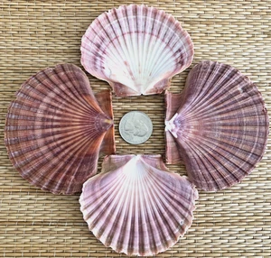 4  MEXICAN FLAT  PECTIN SEA SHELLS - 3-1/8" to 3-1/2" WIDE - Picture 1 of 3