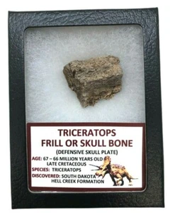 Antiguo Triceratops Volante o Hueso del Cráneo - 67/66 MYO - Hell Creek - VOLANTE21 - Imagen 1 de 3