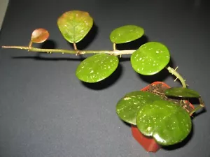 SALE! Very Rare Hoya Obovata Plant Pink White Splash White Pink Fragrant Flower - Picture 1 of 12