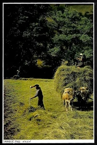 1982 -- HEUARBEIT PRES ARGEIN EN ARIEGE 3S873 - Bild 1 von 1