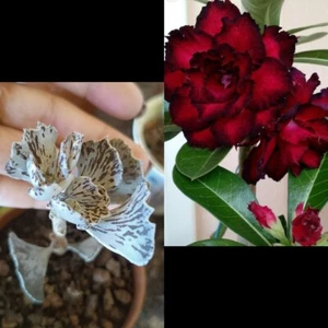 Rosa Del Desierto Y Kalanchoe Rhombophilosa - Picture 1 of 2