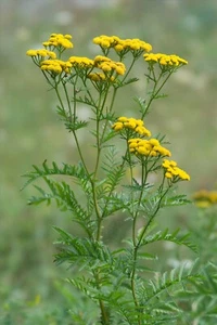 6 Bouture Racine Tanaisie, Anti Moustique, Tique, Puce, Mite, Puceron, Fourmi ! - Picture 1 of 3