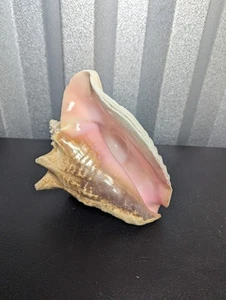 Large Conch Shell Seashell Ocean Specimen Spiral Pink White Cream Tan - Bild 1 von 5