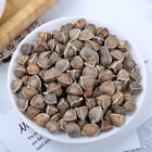 Grandes graines de moringa en vrac produisent du thé floral 500 g