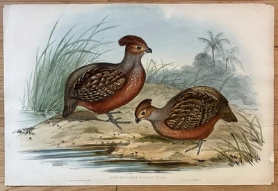 JOHN GOULD Original FOLIO Starred Partridge Partridges of  America Circa 1850 - Image 1 of 4