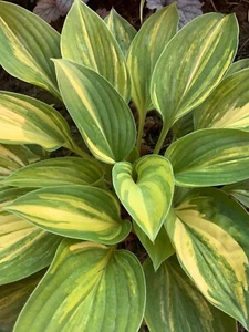 Hosta ‘ Charlotte's Web ’ Plantain Lily Plant Shipping Spring 2025 - Picture 1 of 1