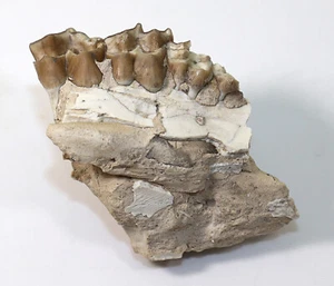 Oreodont, Merycoidodon culbertsoni, Tertiär, Oligozän, White River Fm, USA -f695 - Bild 1 von 6