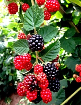 Brombeere Samen, Wildform, Rubus fruticosus, leckeres Naschobst - Bild 1 von 2