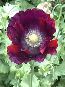 Laurens Grape Poppy Seeds - ⭐️5000⭐️ Papaver Laurens grape - Picture 1 of 6