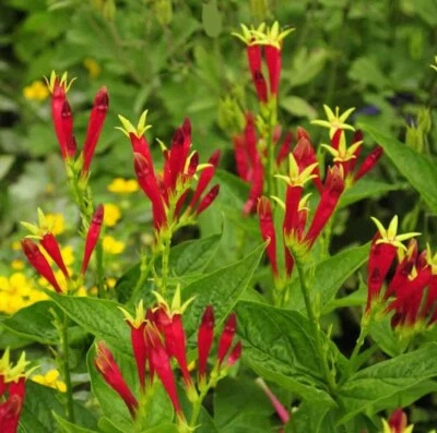 Indian Pink - Spigelia Marilandica Perennial Bare Root Live Garden Plant - Image 1 of 3