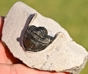 Trilobite Fossil, Diademaproetus praecursor, from Morocco #1 - Picture 1 of 9