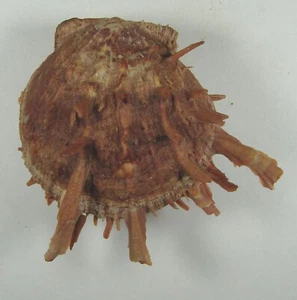 SPONDYLUS TENUIS 76mm SUPER CHOICE RARE SPECIMEN Palm Beach, Florida - Picture 1 of 2