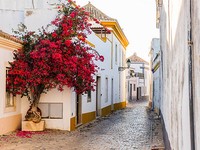 Der australische Flammenbaum ein echter Hingucker, gute und frische Samen !