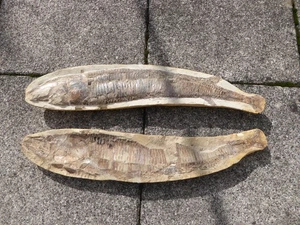 Fossil Fisch in 2 Hälften - 54,5 cm Länge - 5,2 KG - sehr gute Erhaltung - Bild 1 von 12