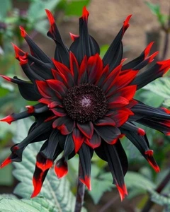 Moulin Rouge, Rare Red and Black Sunflower seeds, Helianthus Annuus Flower - Picture 1 of 1