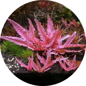 Cryptocoryne Flamingo In Vitro Live Aquarium Plants Tropical K2AQUA - Picture 1 of 7