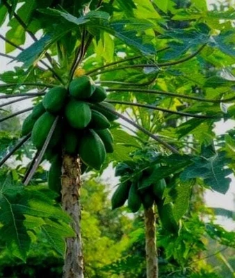 Male Pawpaw leave & wild grown dried. 50g@£6.00, Free postag. UK Sellers