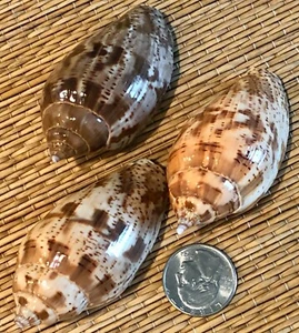 3 HARPULINA LOPPONICA VOLUTE SEA SHELLS - Collection, Craft , Hermit Crab - Picture 1 of 5
