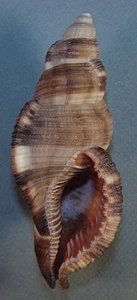 CYMATIUM PILEARE 106,02 mm SUPER WAHL PROBE aus Efate, Vanuatu - Bild 1 von 2