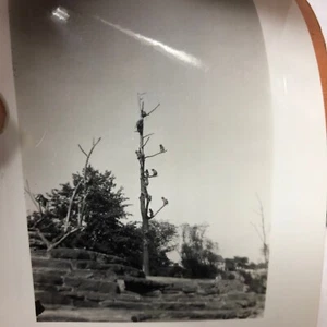 7 Vintage 1937 Bilder Cleveland Zoo Fotos - Bild 1 von 14
