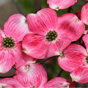 Flowering Dogwood Tree 'Cherokee Brave Dogwood' - Picture 1 of 6