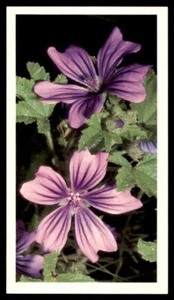 Grandee Britain's Wild Flowers 1986 - Common Mallow Malva sylvestris No. 19 - Picture 1 of 2
