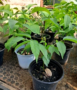 Walnussbaum Setzlinge in Topf Jungpflanze Nussbaum zum anpflanzen im Garten - Bild 1 von 7