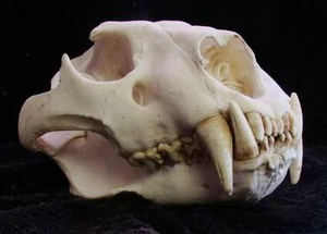 RÉPLICA GRANDE DE CALAVERA DE LEÓN AFRICANO MACHO TAMAÑO NATURAL, TAXIDERMIA, CALAVERAS, AFRICANA - Imagen 1 de 4