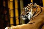 367035 Bamboo Tiger Wild Cat Wildlife Jungle Zoo Art Decor Print Poster Uk