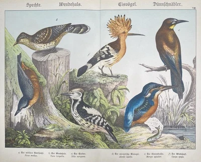 antike Grafik Fauna: Spechte, Eisvögel  Original - Lithografie um 1880 - Bild 1 von 4