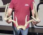 Big Iowa 11 Point Whitetail Deer Antler Rack Horns Taxidermy Euro Mount Sheds
