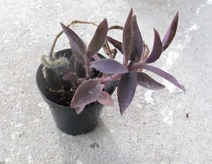 Purple Heart Tradescantia Pallida Live Plant 5" Tall - 2 rooted plants - Picture 1 of 3