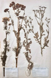 Botanique - Planche Herbier XIXe - Plantes séchées - Corymbifères 37 - Picture 1 of 5