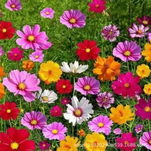 Persian chrysanthemum seeds, perennial flowering, easy to plant and live - Picture 1 of 15