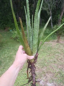 Aloe Vera Live plant | Medicinal/Ornamental | Bare Root | 10-12 Inches - Picture 1 of 7