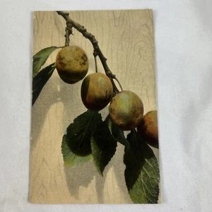 Vintage 1912 Postcard Fruit On Branch Written Post Marked Stamped - Picture 1 of 6